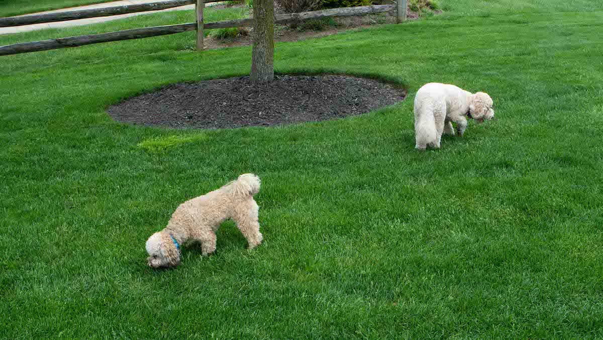 Pet-Friendly Lawn Care: Maintaining a Beautiful Yard and Safe Pets